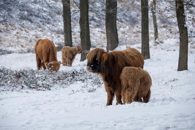 Highland Cows, Glasgow Cathedral, Murals, Kelpies Half Day Tour - The Kelpies: Scotland’s giant horse heads